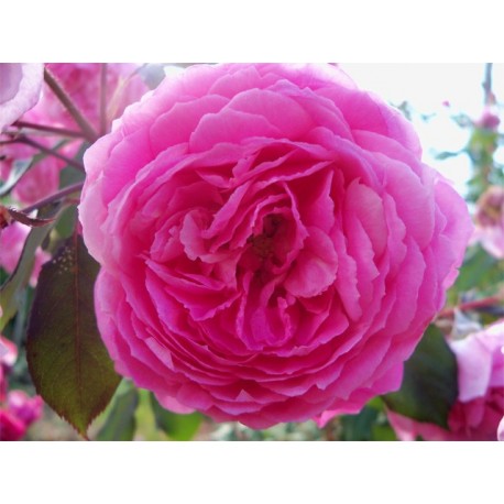 Anglická růže David Austin - Alan Titchmarsh