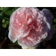 Anglická růže David Austin -  Eglantyne Eglantyne
