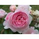 Anglická růže David Austin -  Geoff Hamilton