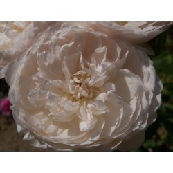 Anglická růže David Austin -  Glamis Castle