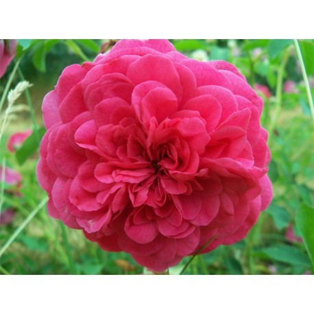 Anglická růže David Austin -  Sir John Betjeman