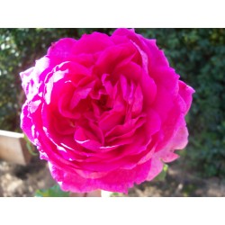 Anglická růže David Austin - Young Lycidas