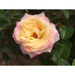Růže Gloria Dei