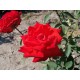 Růže Lidka