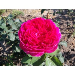 Růže Othello