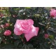 Růže Pink Ocean